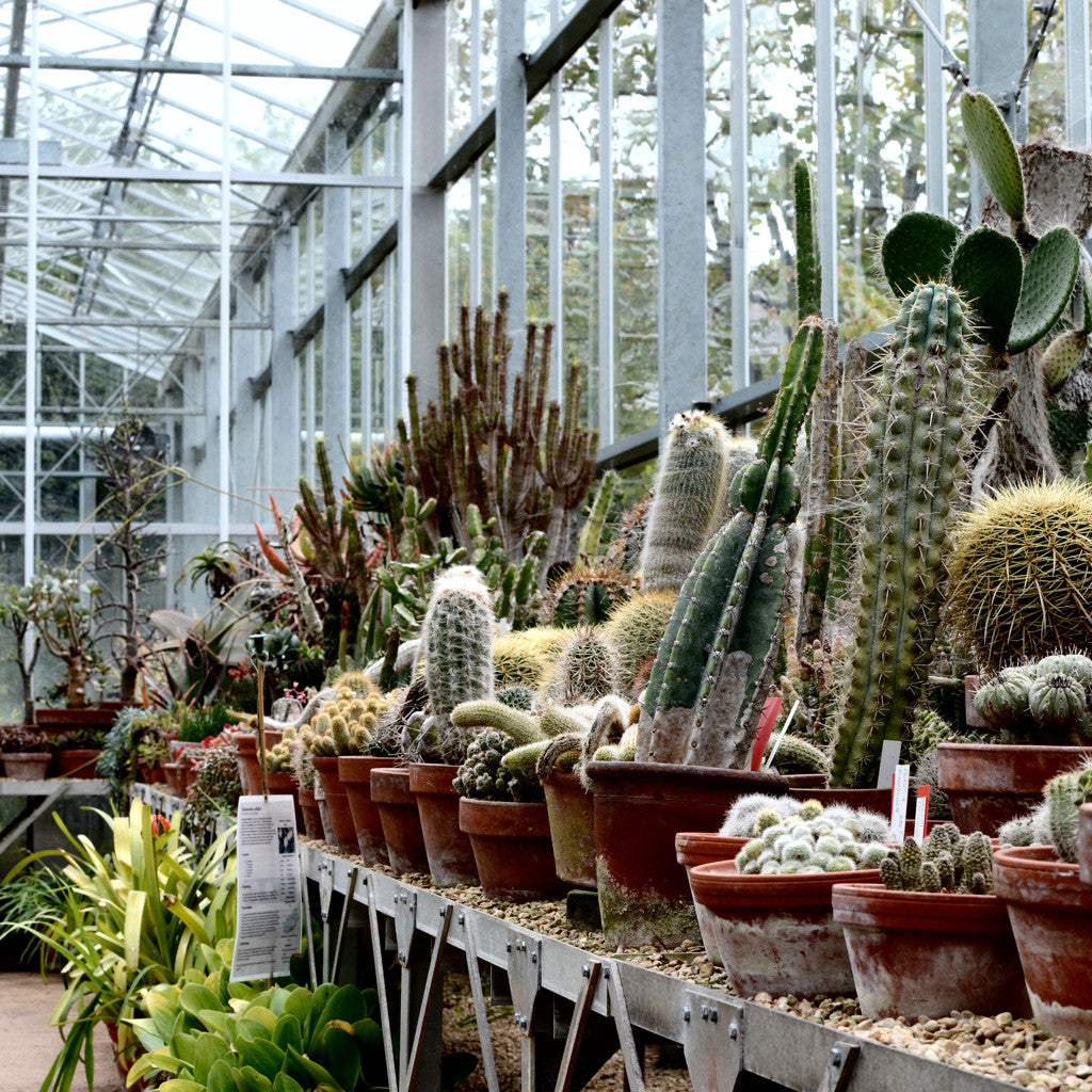 Photo Journal | Bristol Botanic Gardens